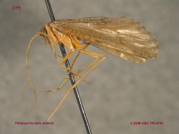 Photo of Parapsyche elsis by Spencer Entomological Museum